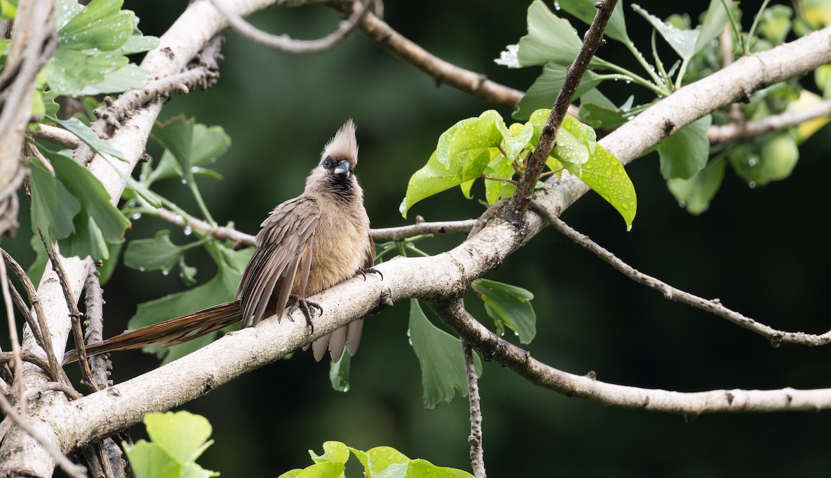 Speckled Mousebird - ML640983075