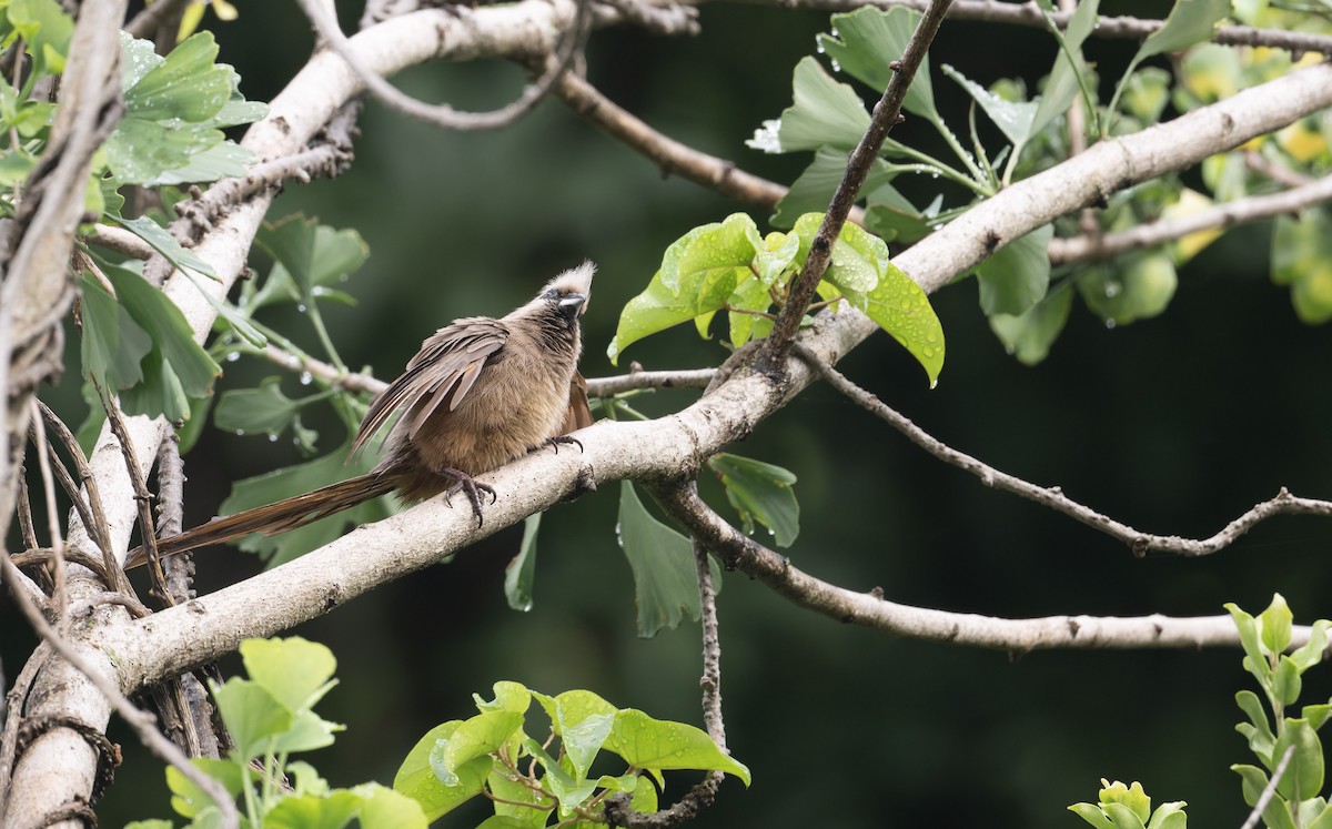 Speckled Mousebird - ML640983076