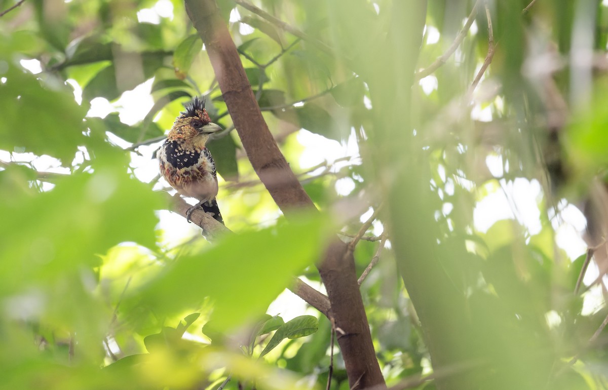 Crested Barbet - ML640983086