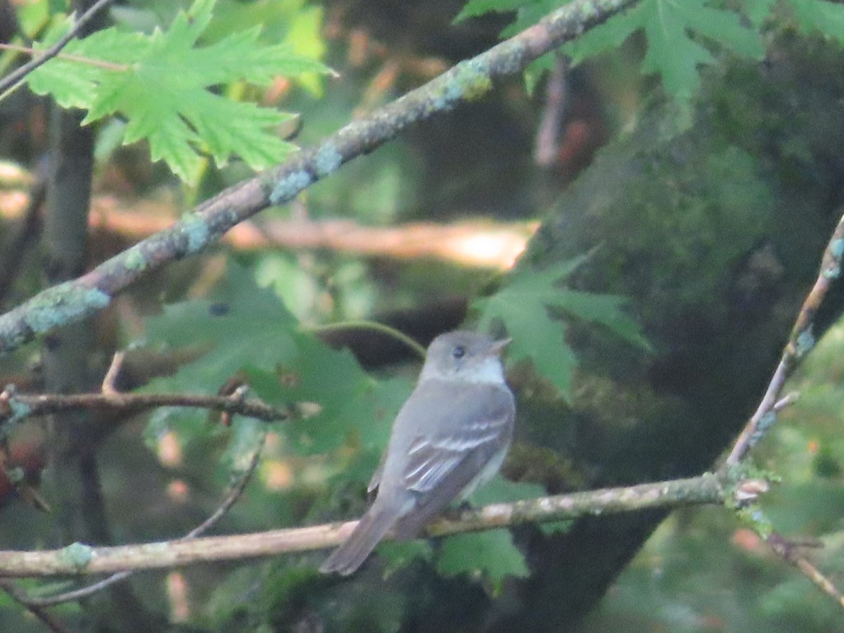 Eastern Wood-Pewee - ML640983089