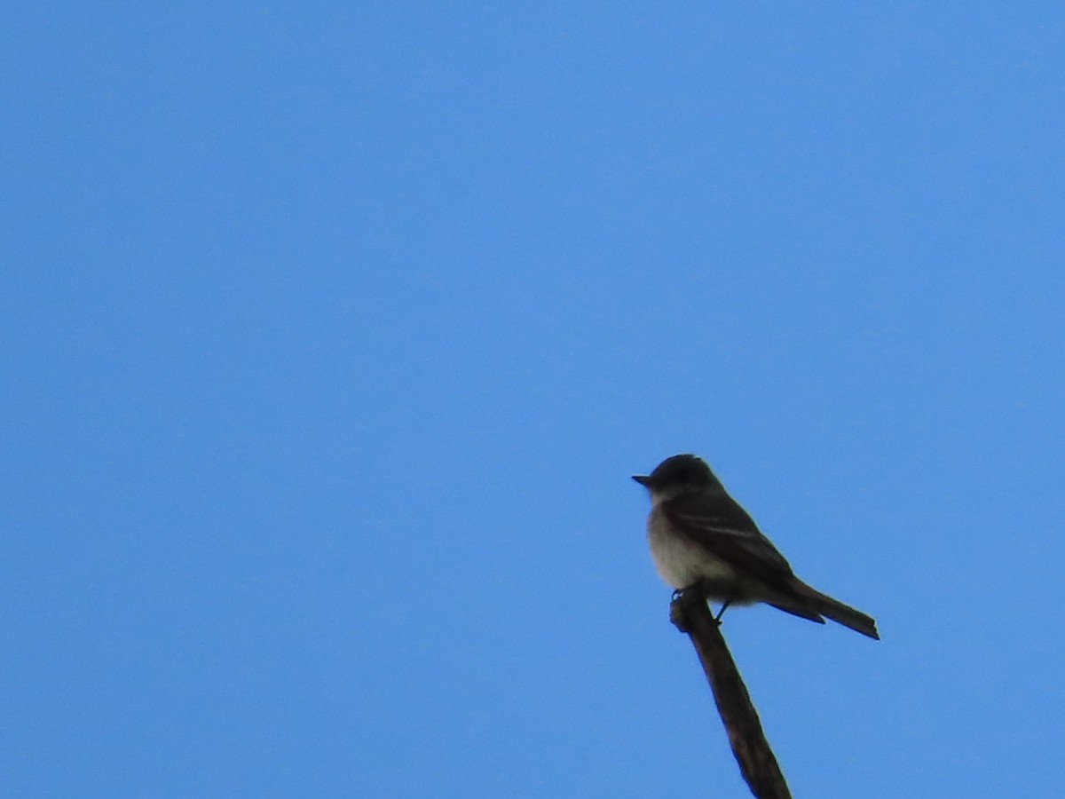 Eastern Wood-Pewee - ML640983090
