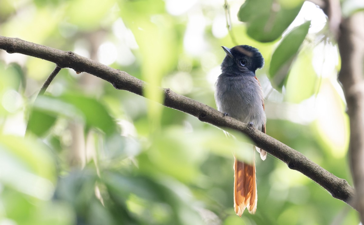 African Paradise-Flycatcher - ML640983097