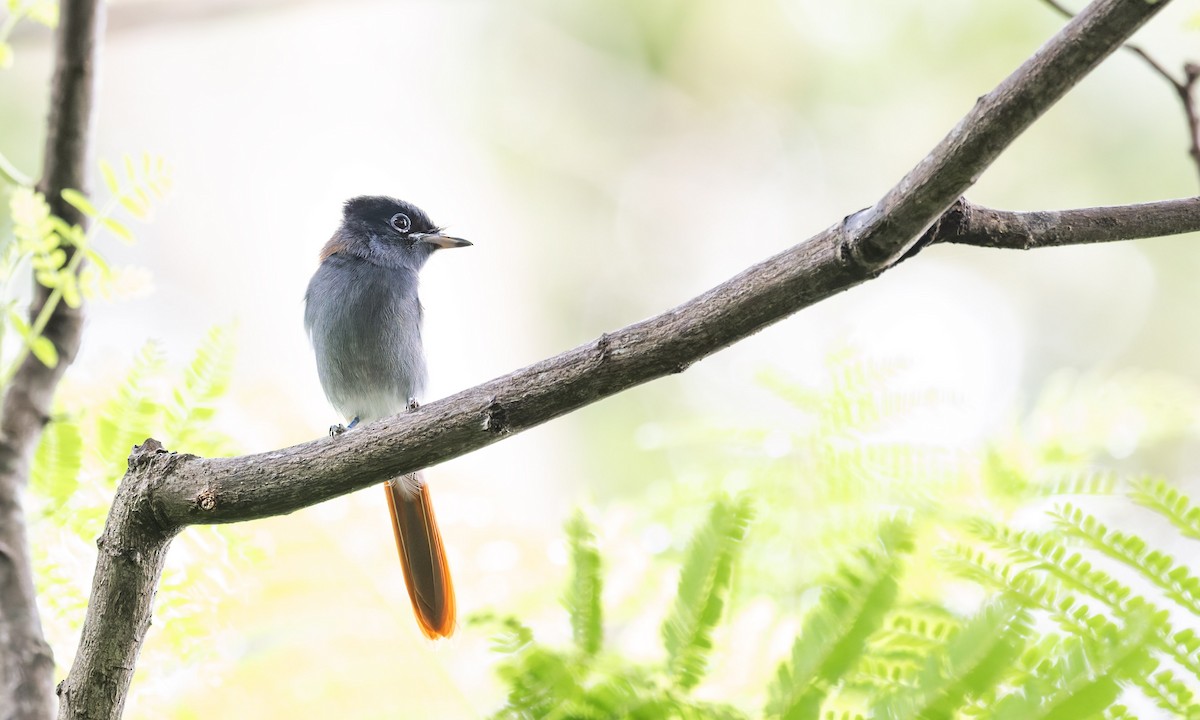 African Paradise-Flycatcher - ML640983098