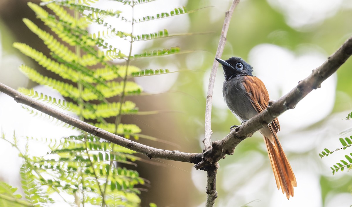 African Paradise-Flycatcher - ML640983099