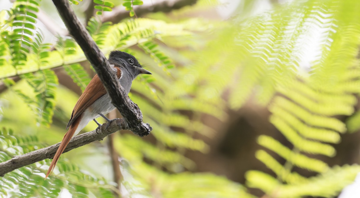 African Paradise-Flycatcher - ML640983100