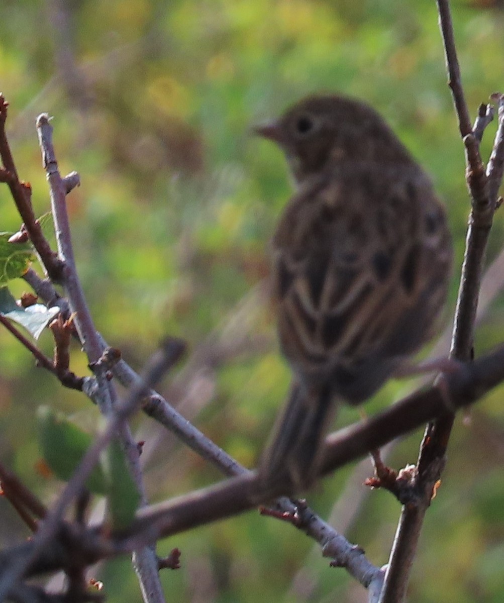 Vesper Sparrow - ML640983104