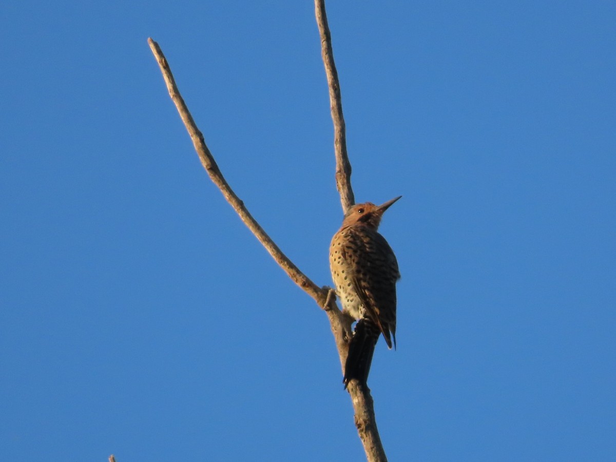 Northern Flicker - ML640983107
