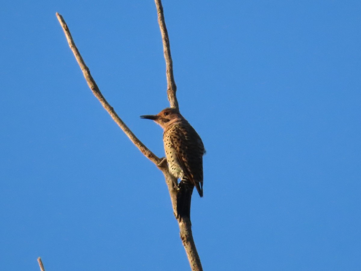 Northern Flicker - ML640983108