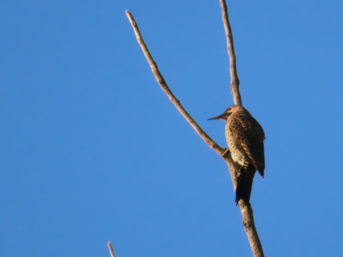 Northern Flicker - ML640983109