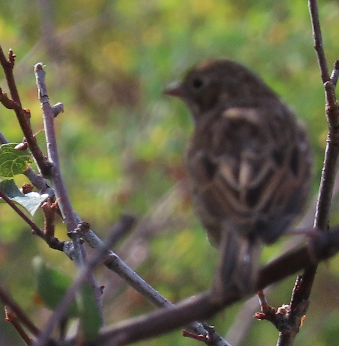 Vesper Sparrow - ML640983113