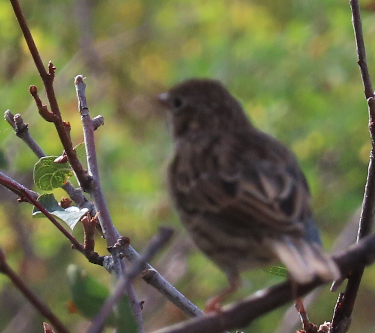 Vesper Sparrow - ML640983130