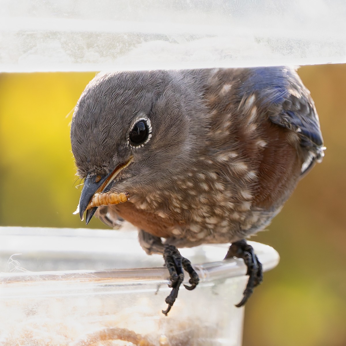 Western Bluebird - ML640983136