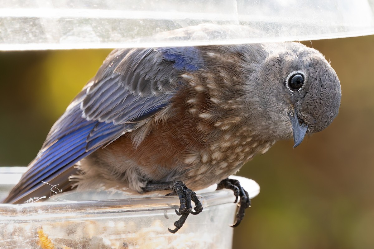 Western Bluebird - ML640983137