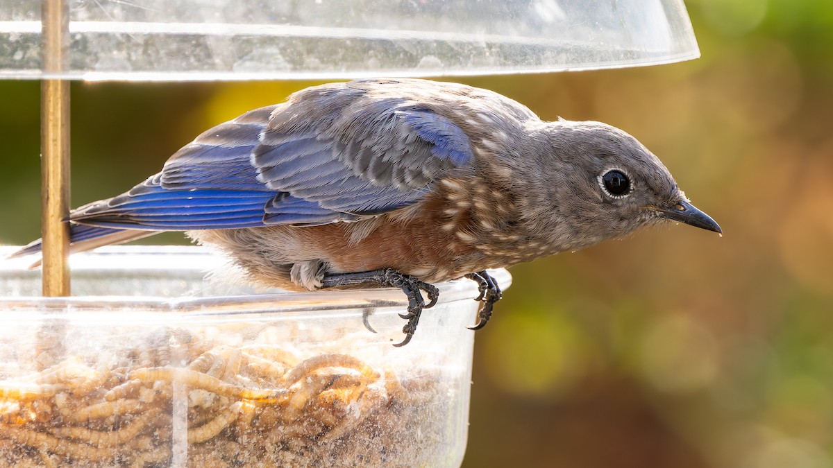 Western Bluebird - ML640983139