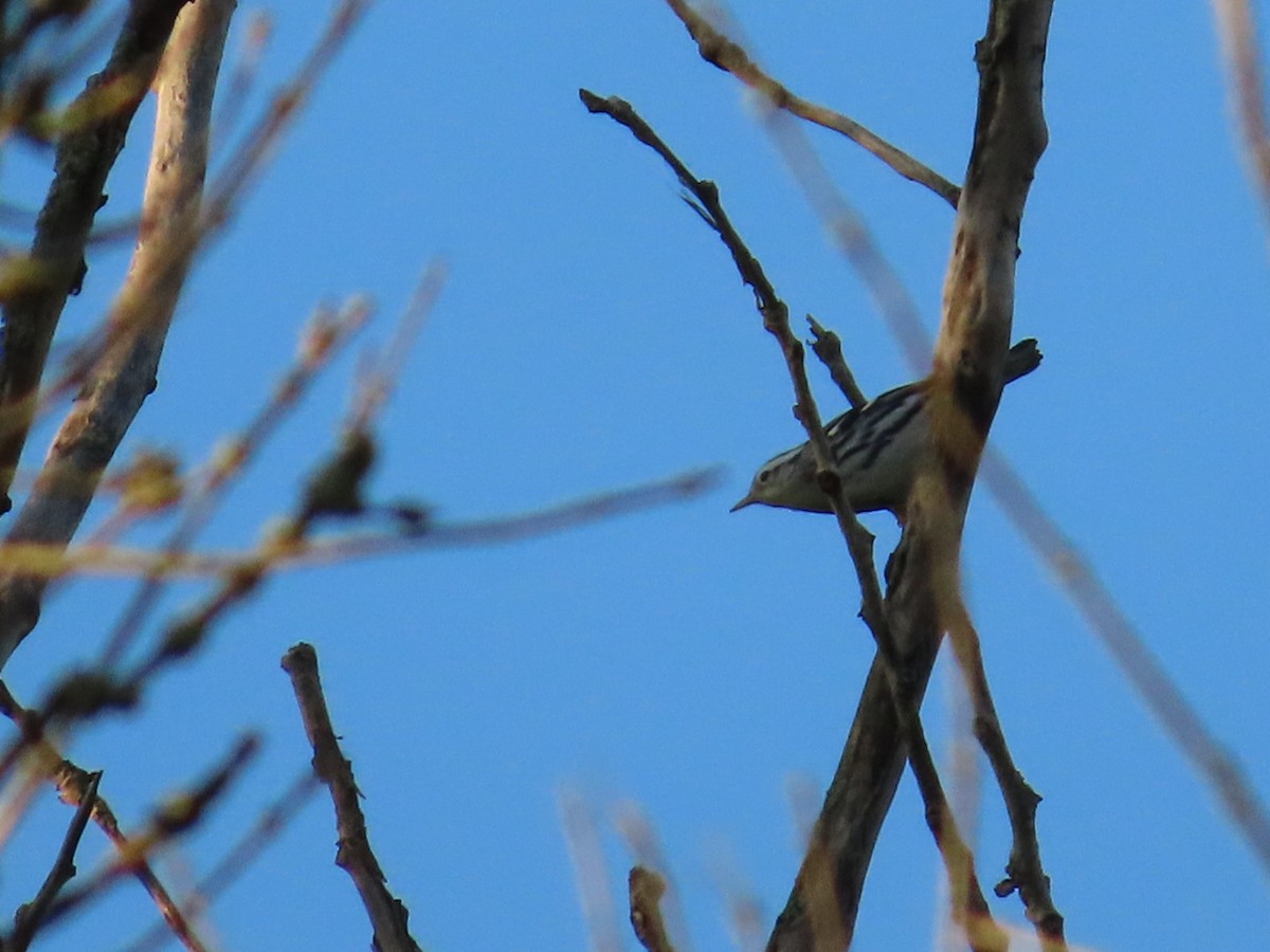 Black-and-white Warbler - ML640983140