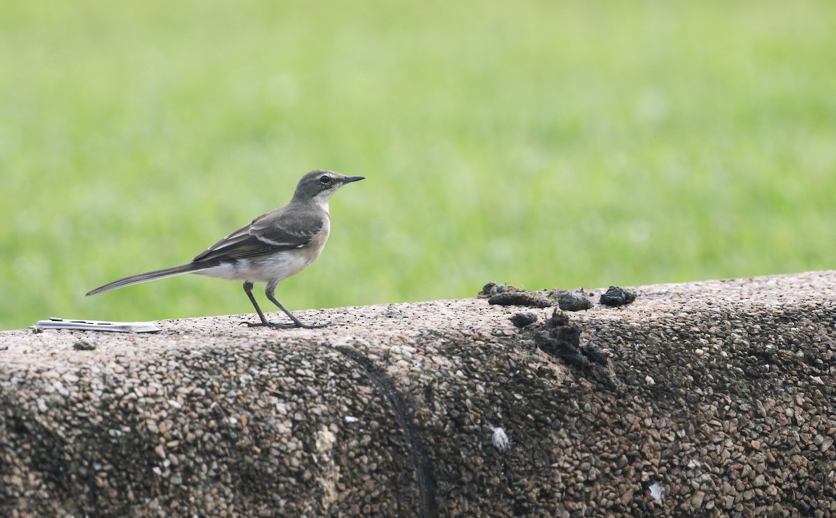 Cape Wagtail - ML640983176