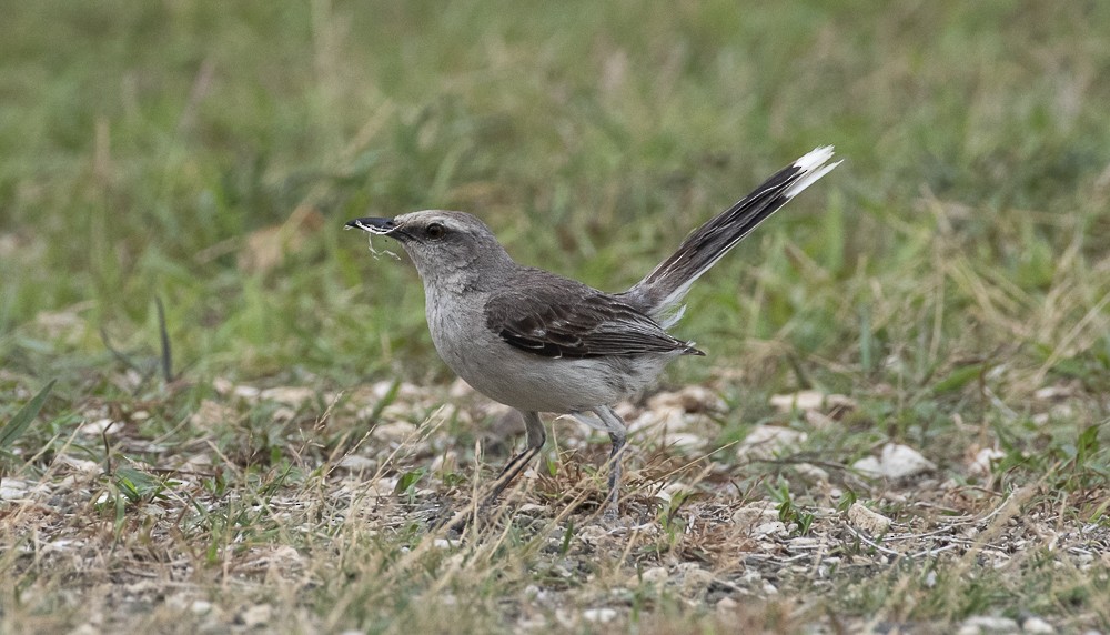 Tropical Mockingbird - ML640983210