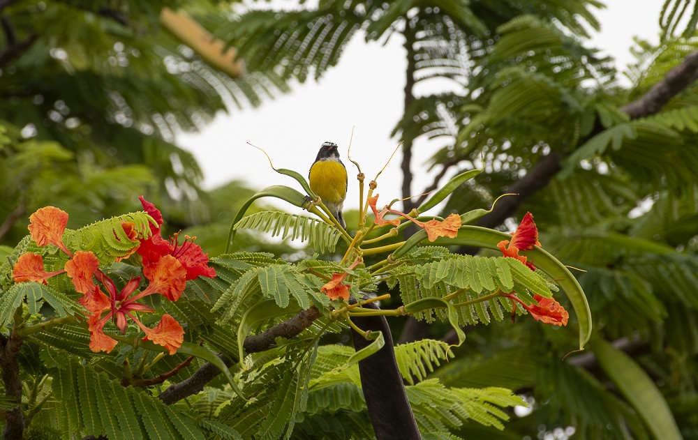 Bananaquit - ML640983227