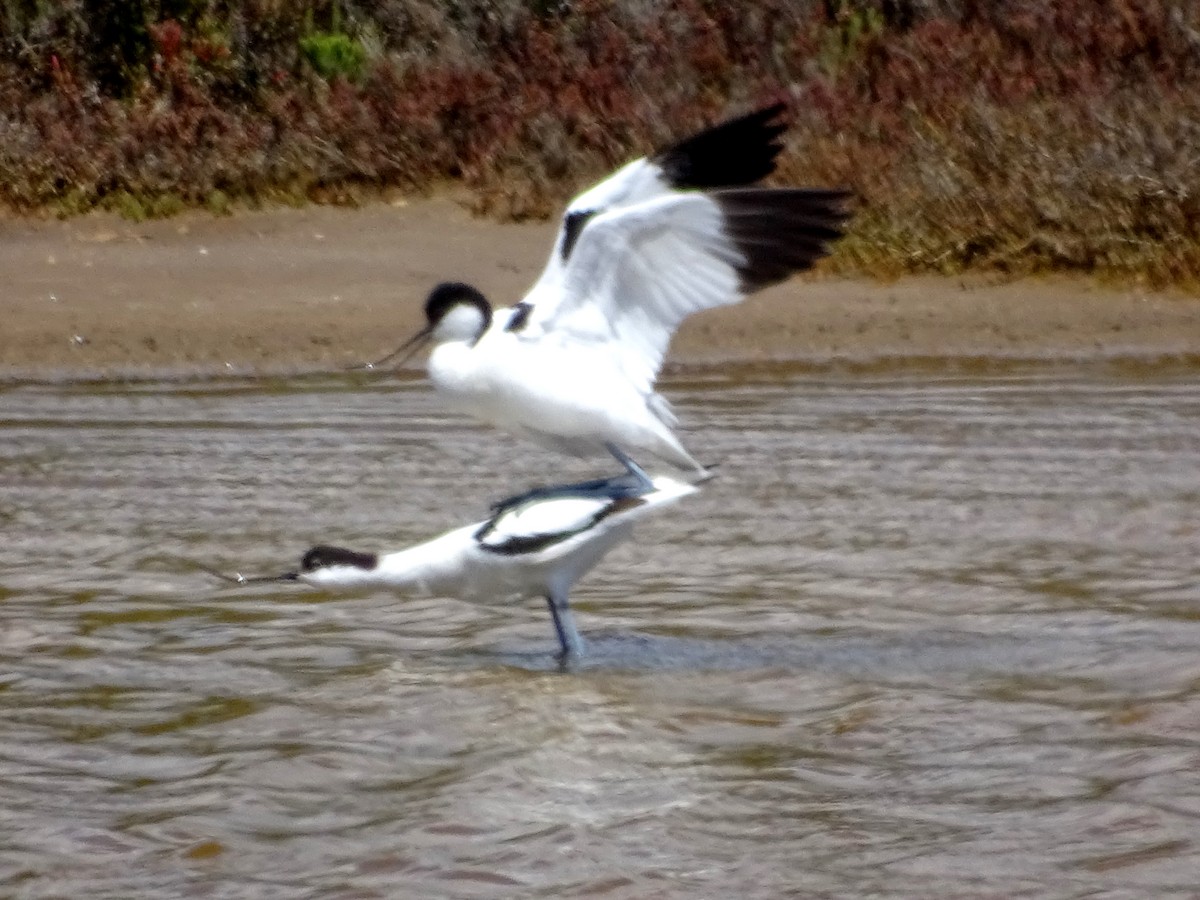 Pied Avocet - ML640983308