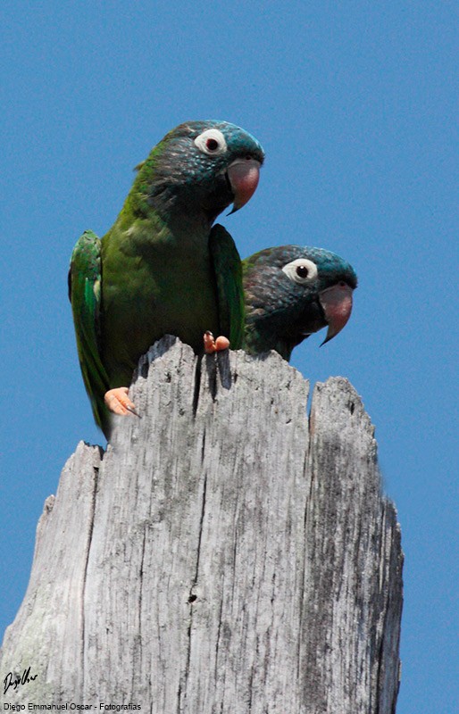 Blue-crowned Parakeet - ML640983350