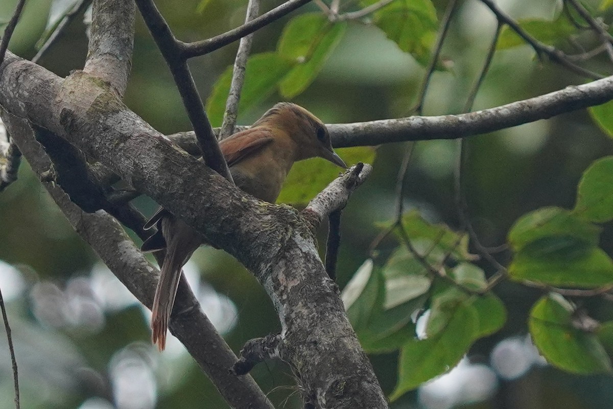 Ochre-breasted Foliage-gleaner - ML640983356