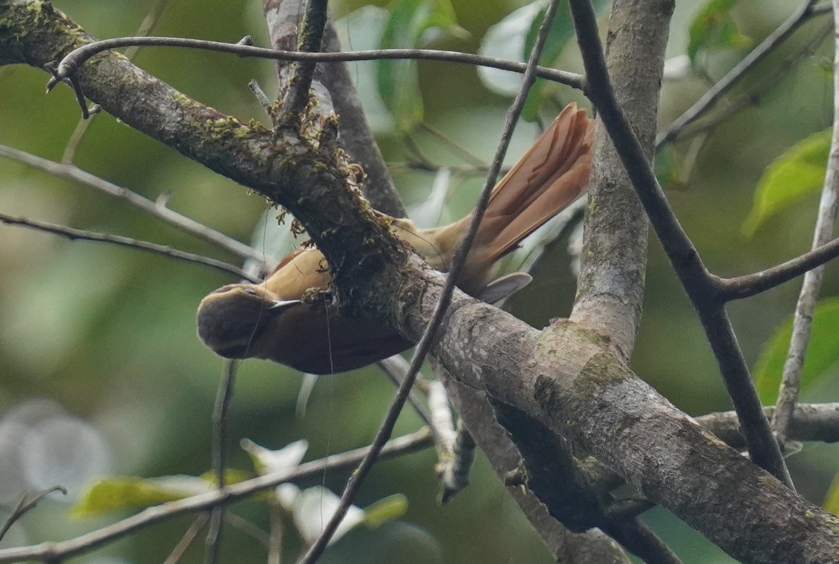 Ochre-breasted Foliage-gleaner - ML640983402