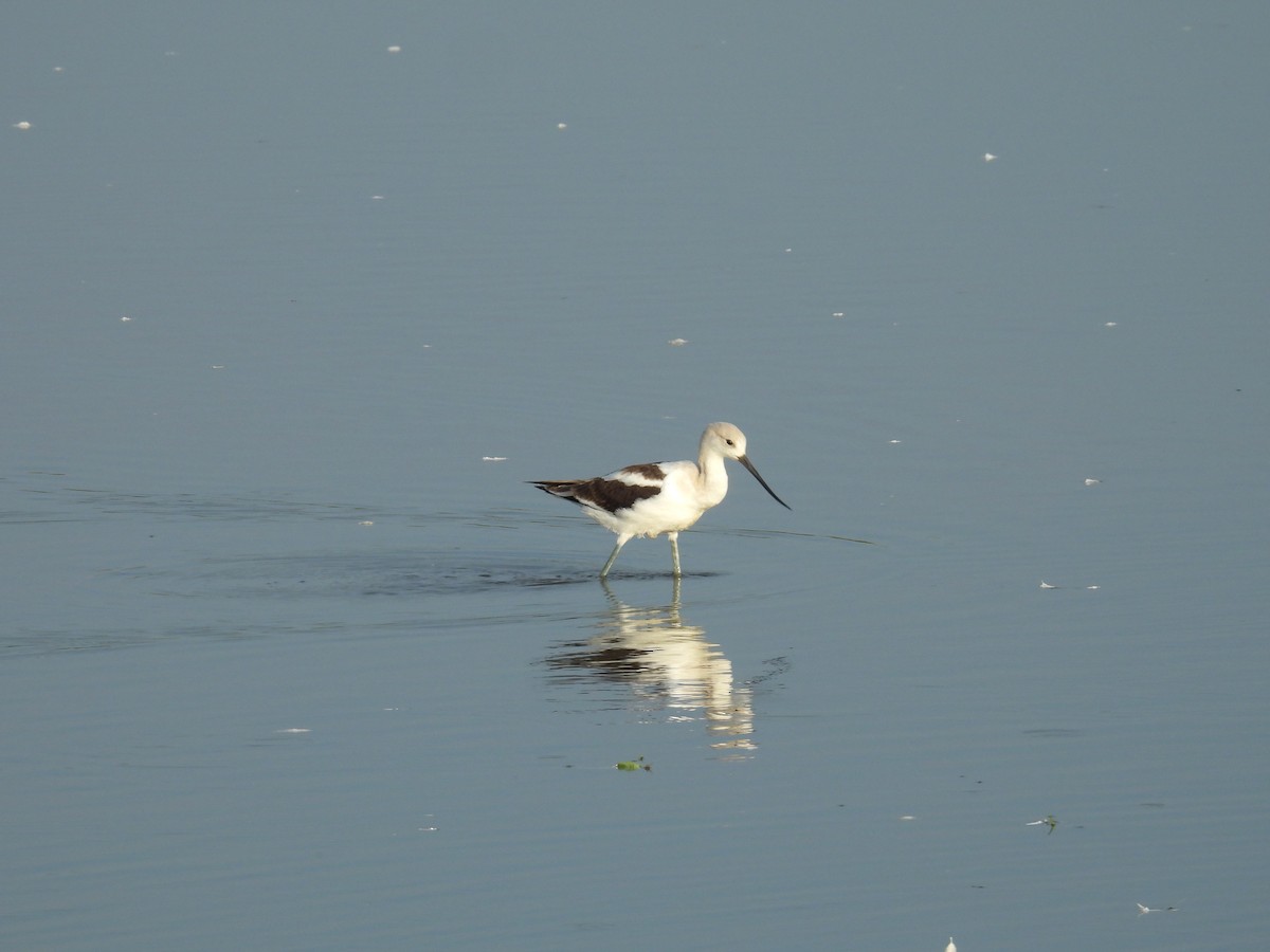 Avocette d'Amérique - ML640983405