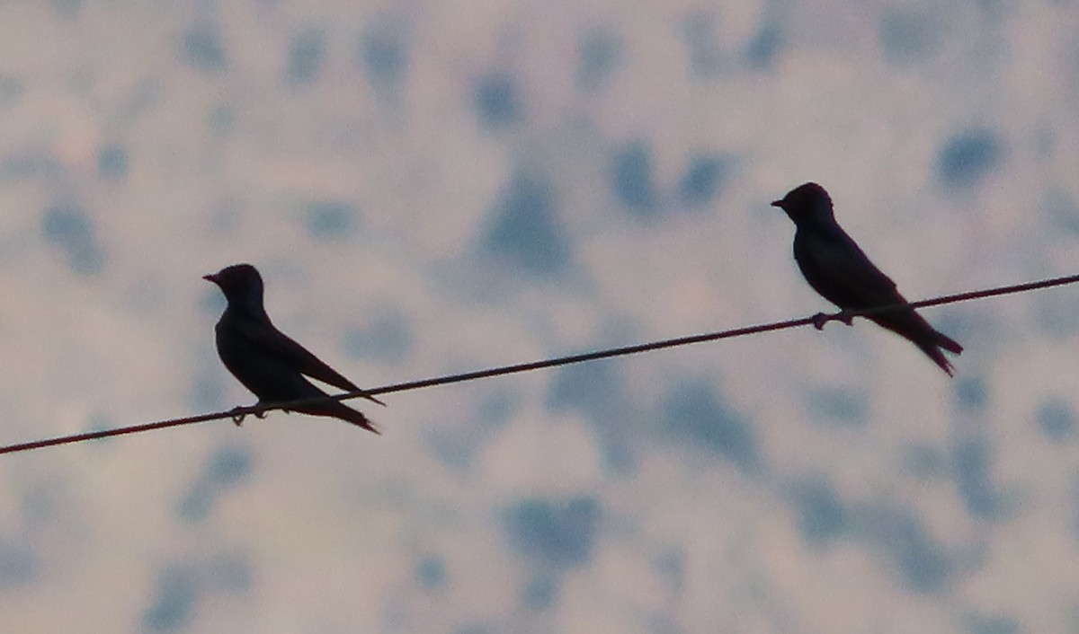 Purple Martin - ML640983410