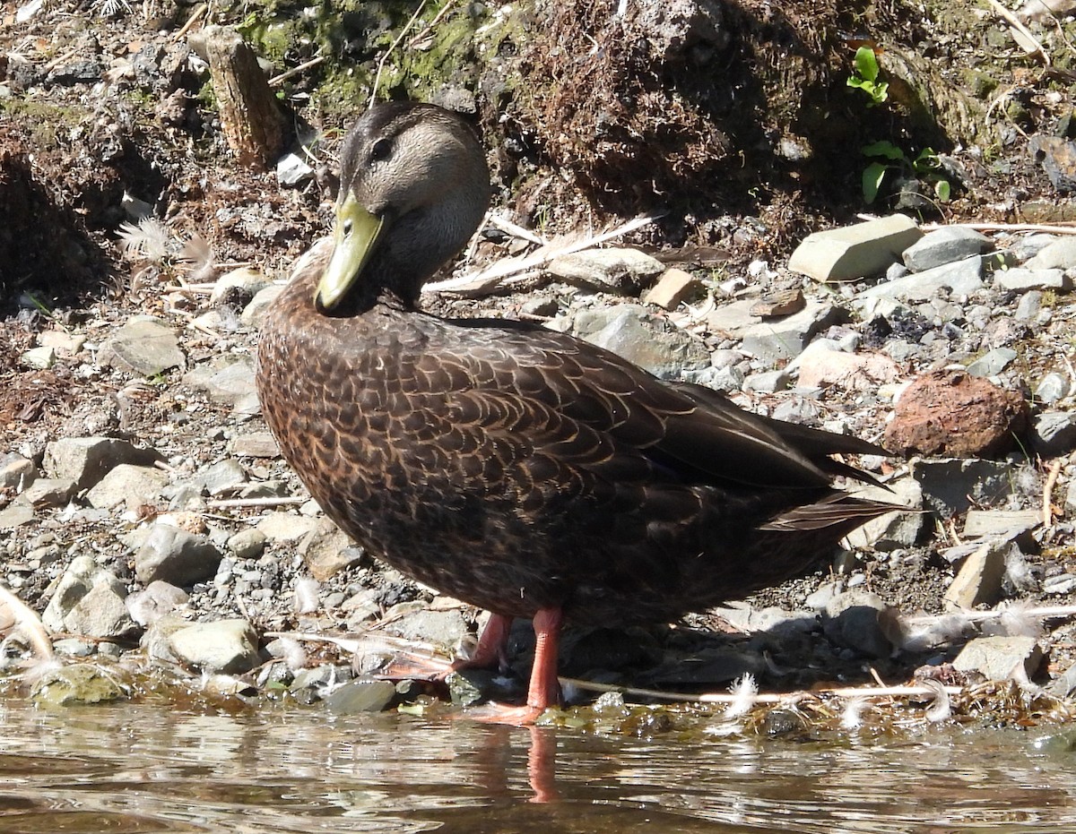 American Black Duck - ML640983481