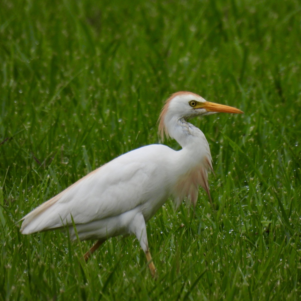 ニシアマサギ - ML640983499