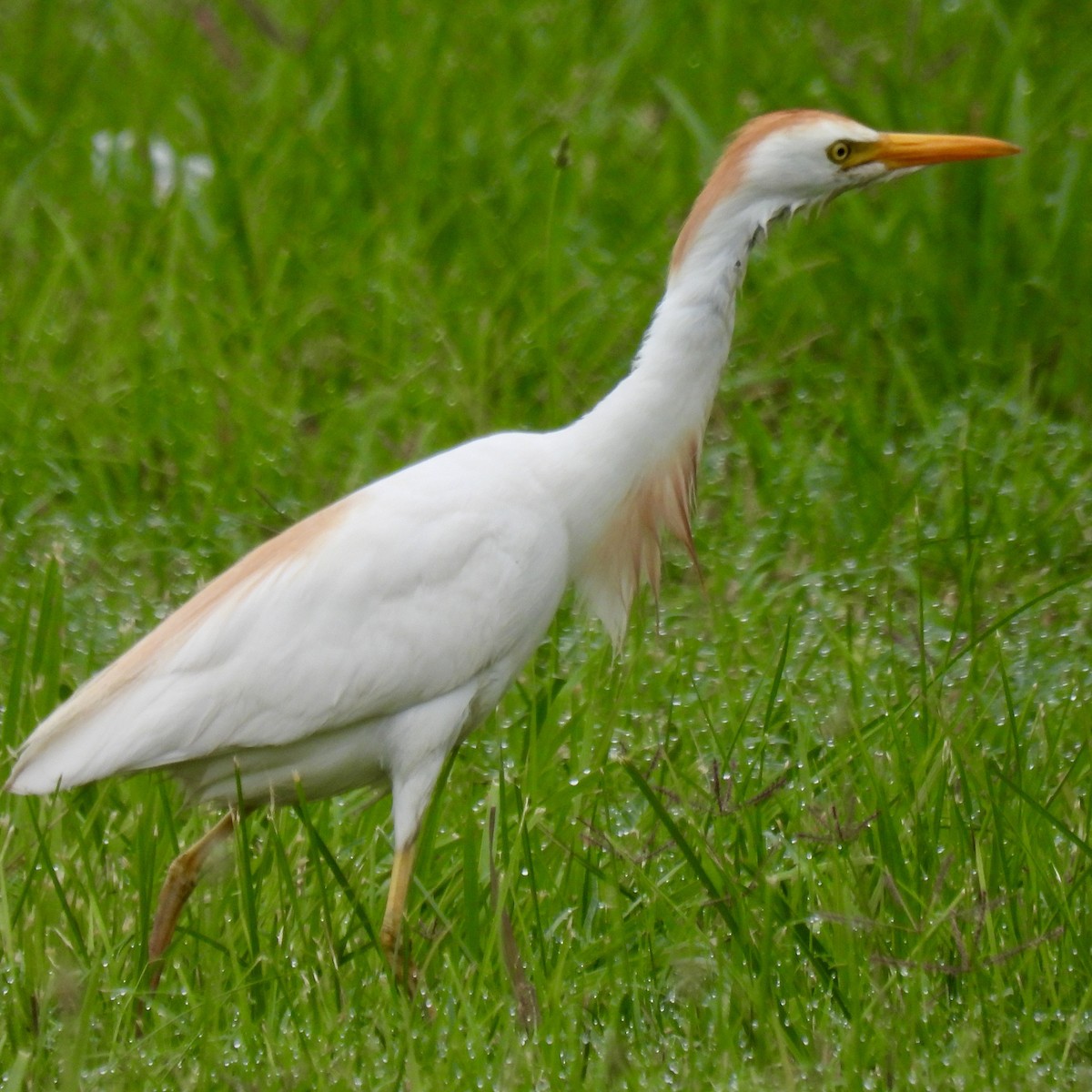ニシアマサギ - ML640983500