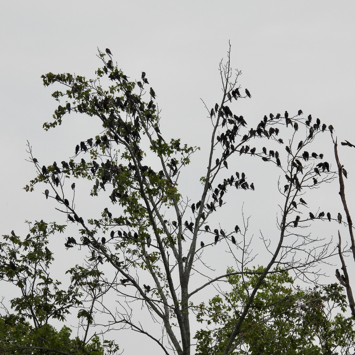 Purple Martin - ML640983504