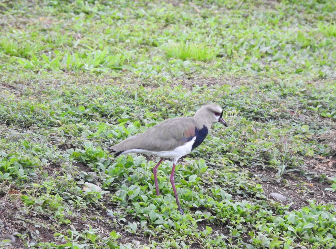 Southern Lapwing - ML640983507