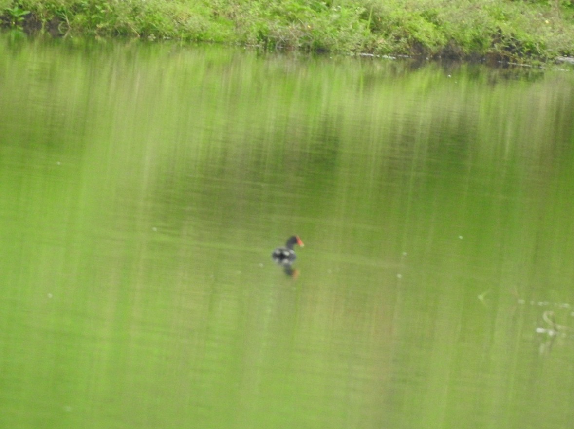 Common Gallinule - ML640983535