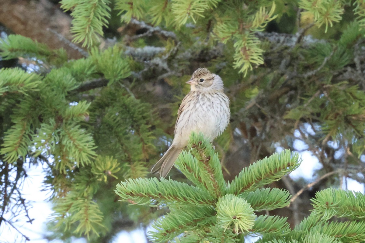 Chipping Sparrow - ML640983571