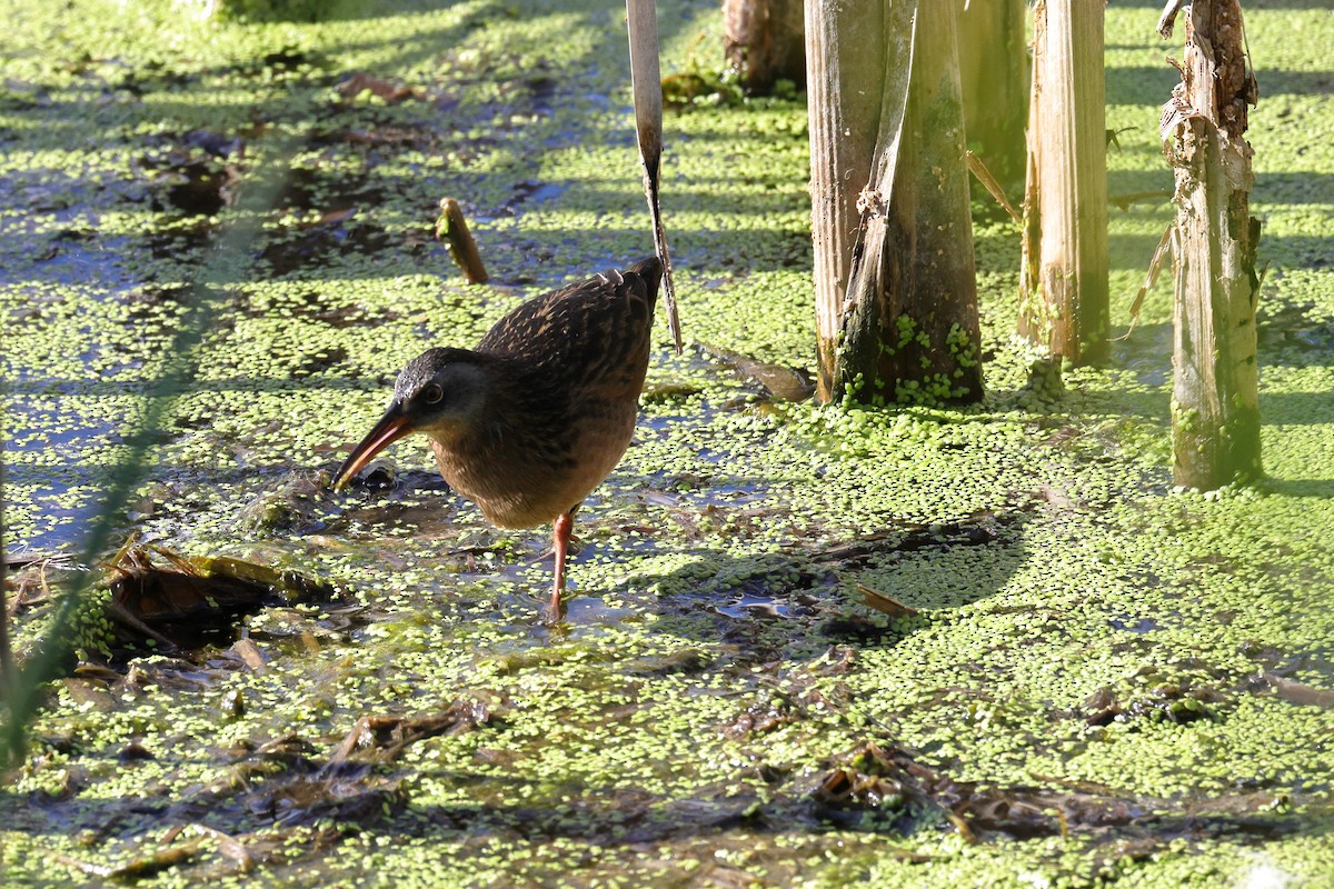Virginia Rail - ML640983586