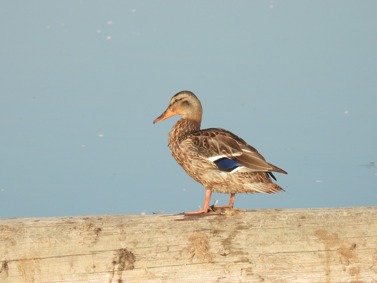 Canard colvert - ML640983615