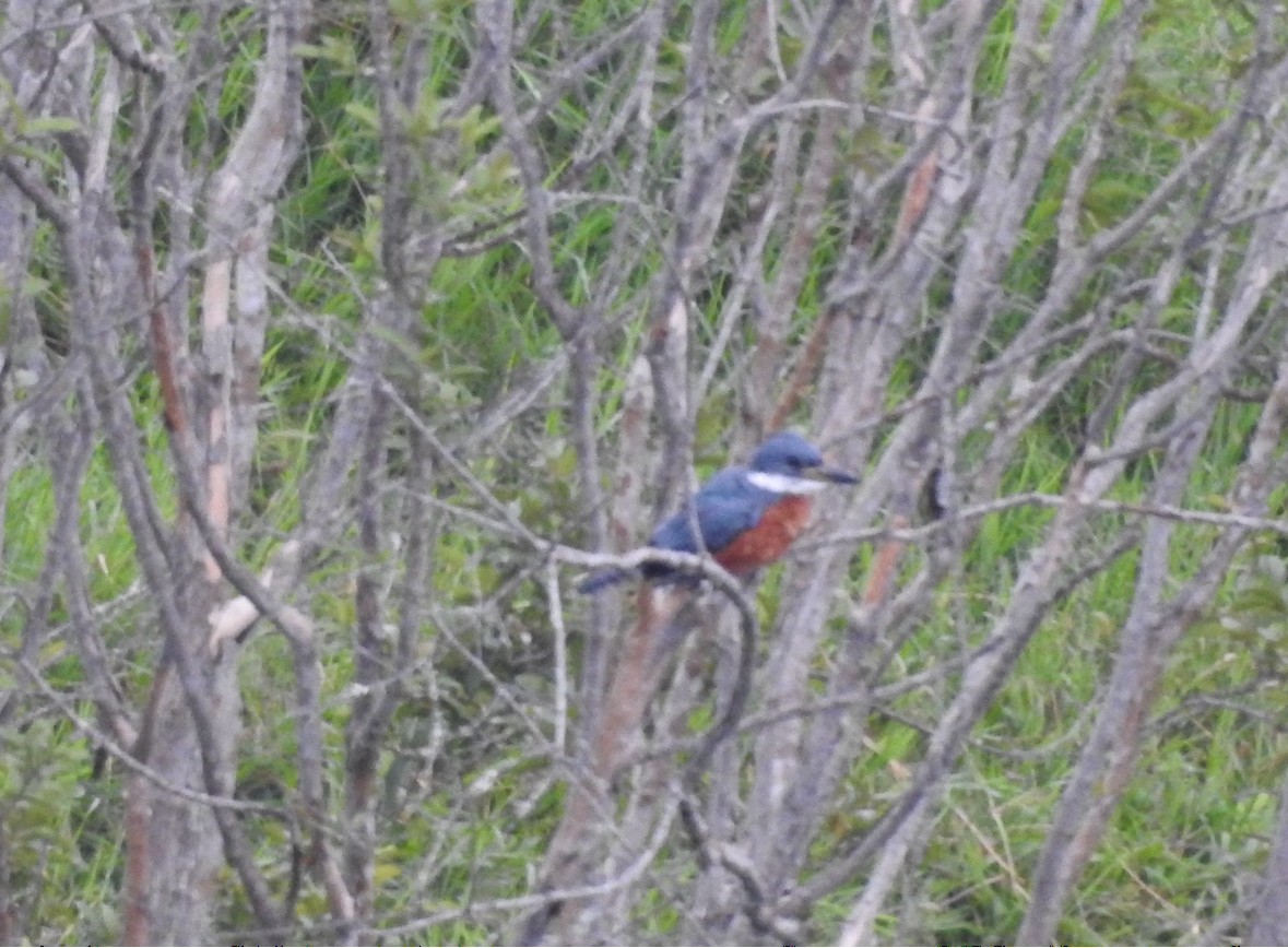 Ringed Kingfisher - ML640983634