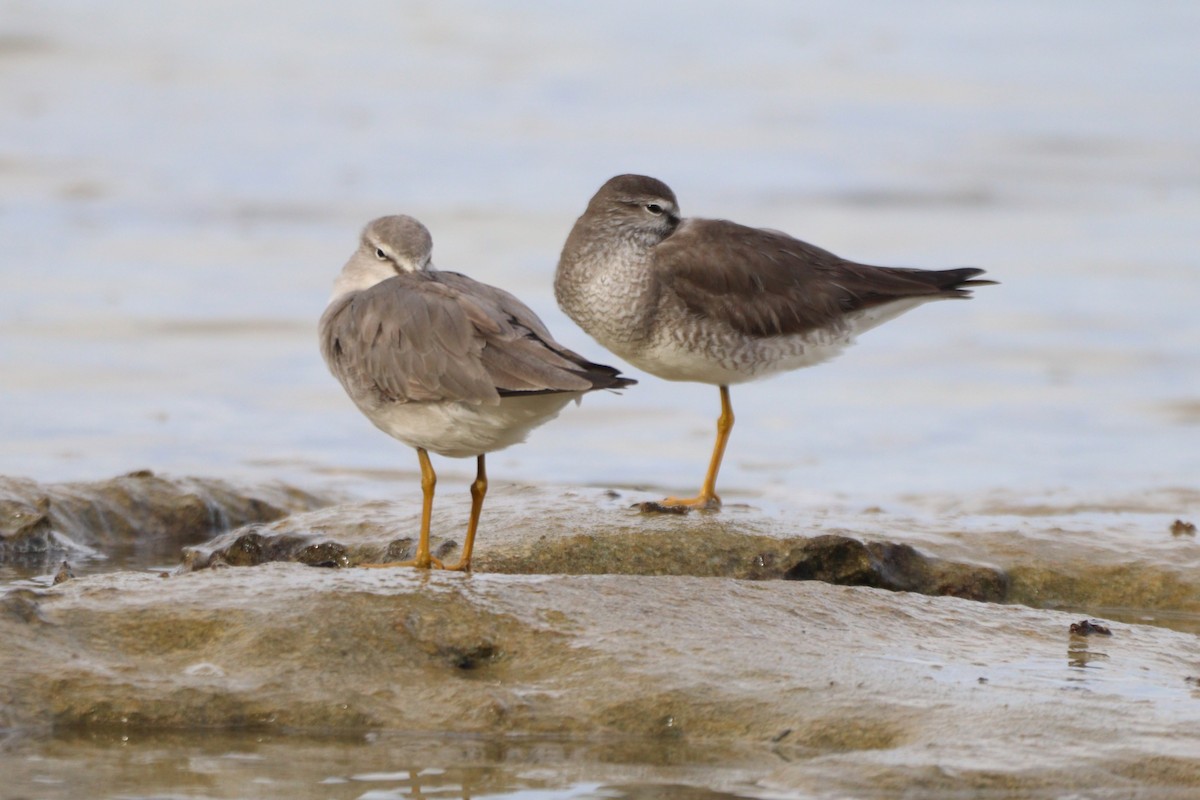 Gray-tailed Tattler - ML640983635