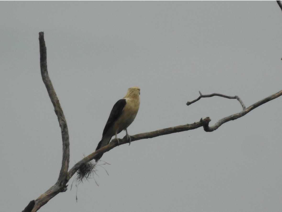 Yellow-headed Caracara - ML640983647
