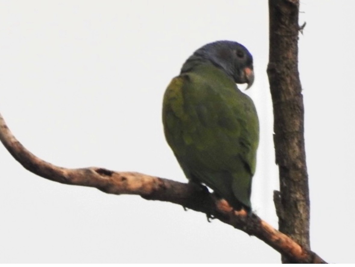 Blue-headed Parrot - ML640983672