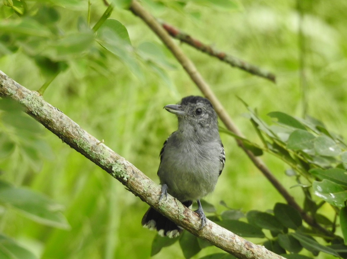 Black-crowned Antshrike - ML640983707
