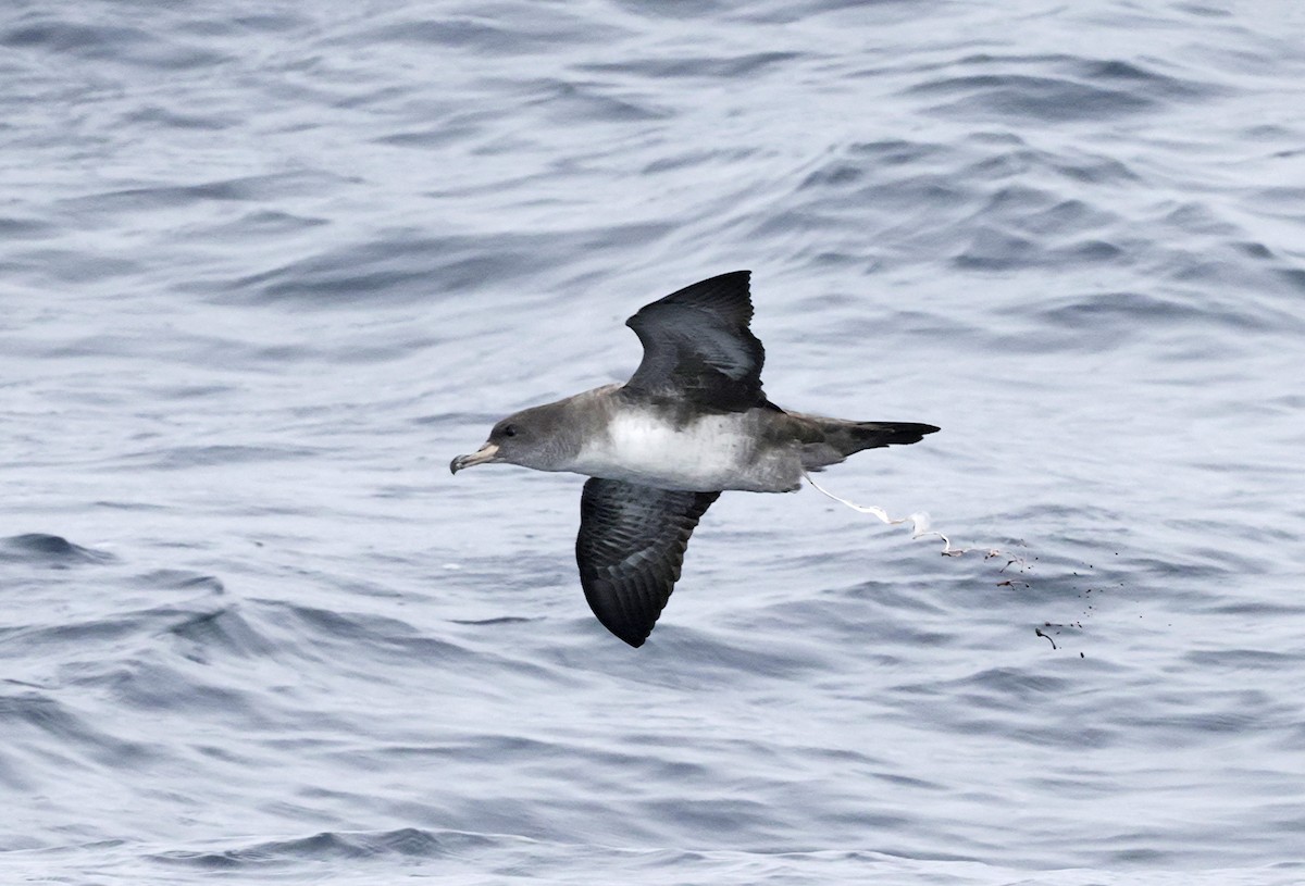 Pink-footed Shearwater - ML640983734