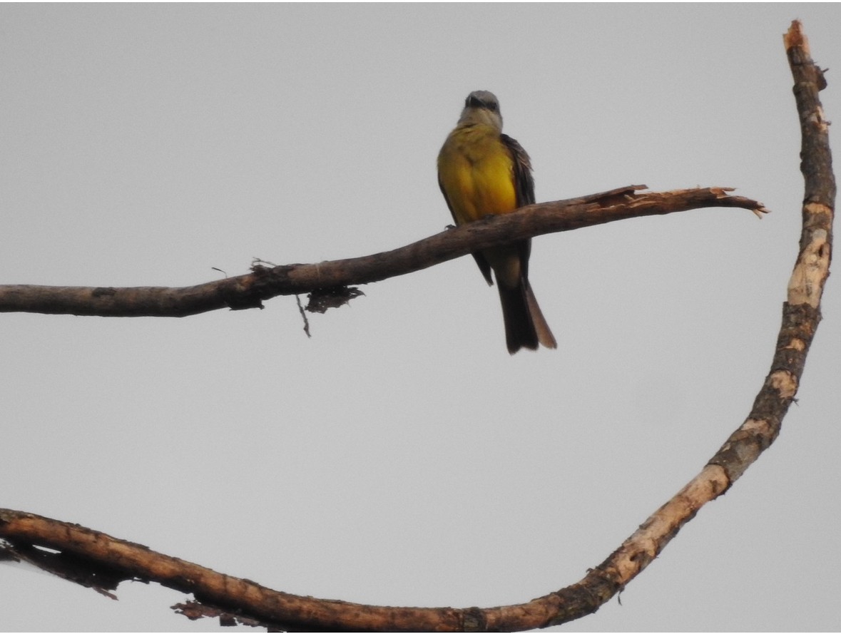 Tropical Kingbird - ML640983756
