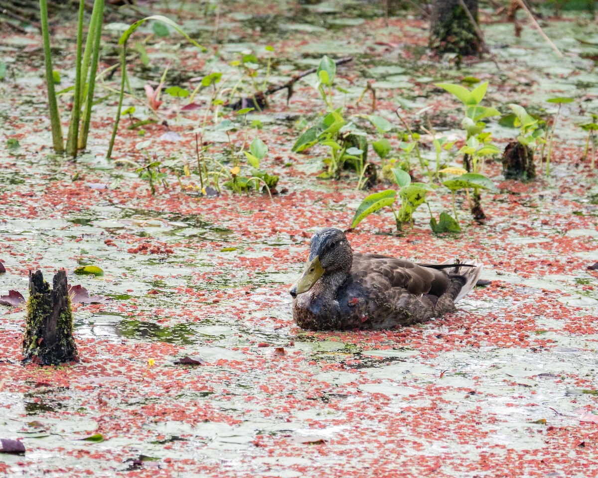 Mallard - ML640983762