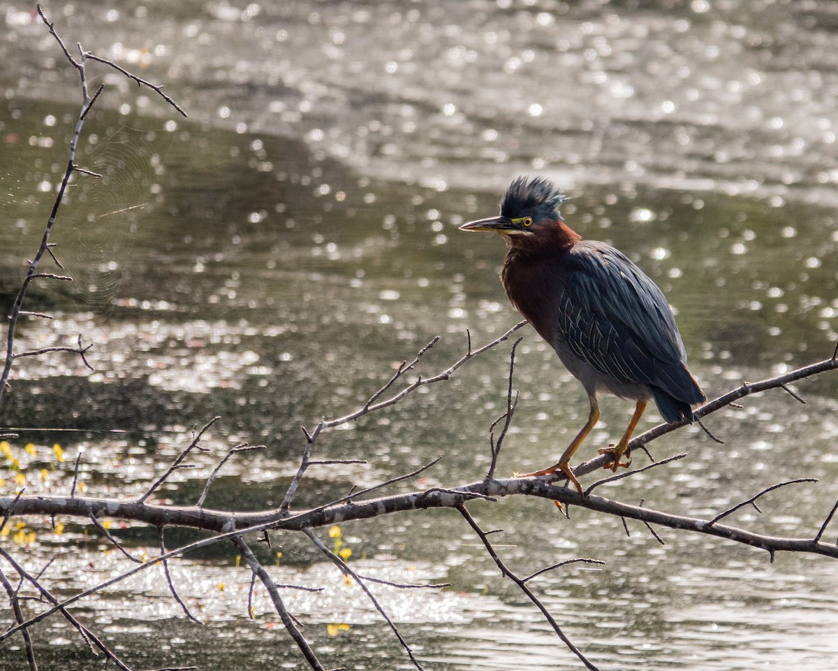 Green Heron - ML640983769
