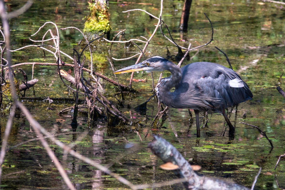 Great Blue Heron - ML640983784