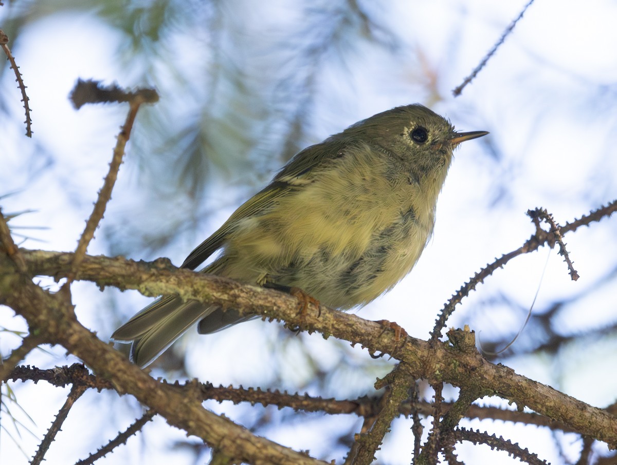 Ruby-crowned Kinglet - ML640983798