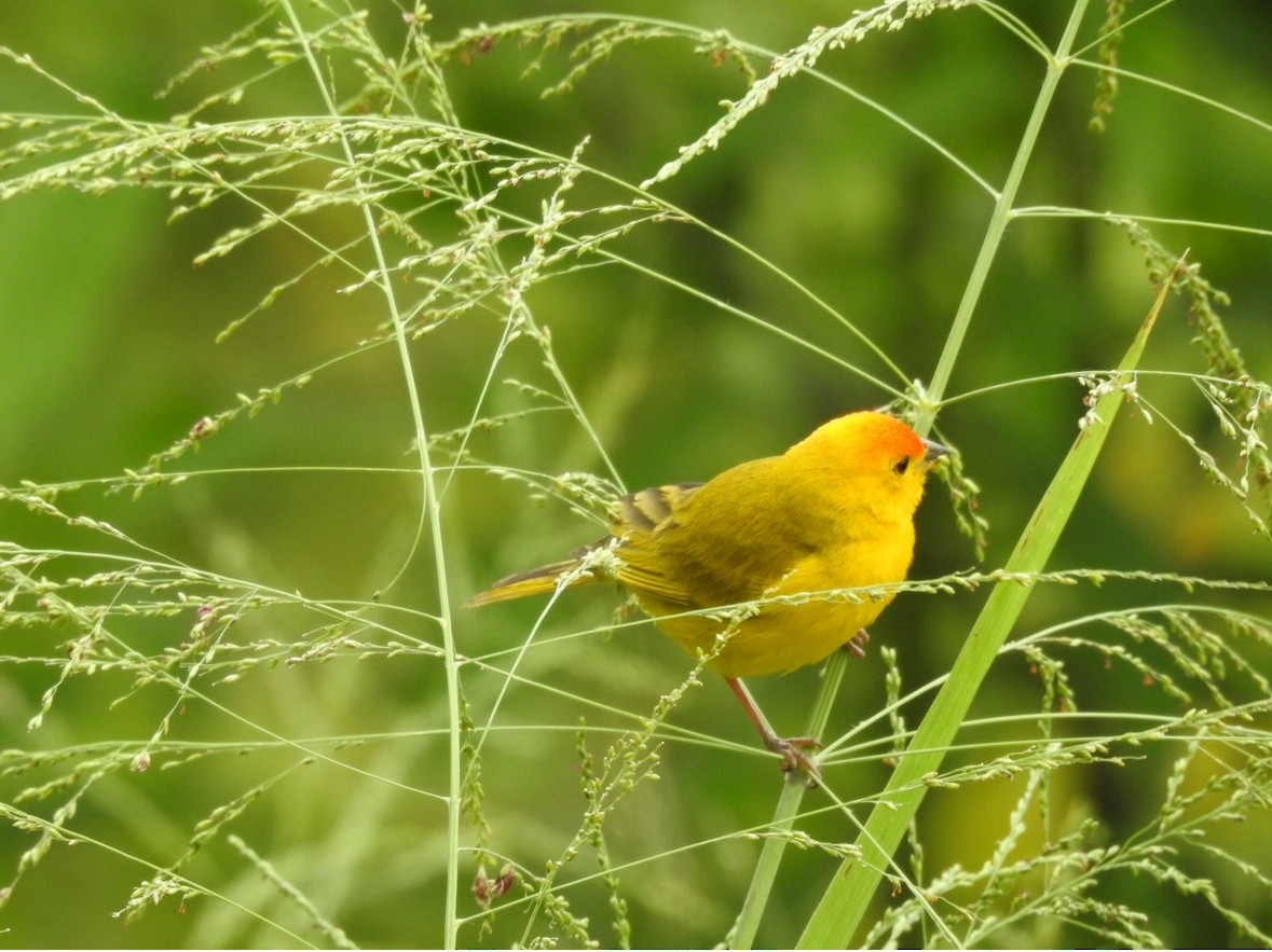 Saffron Finch - ML640983802