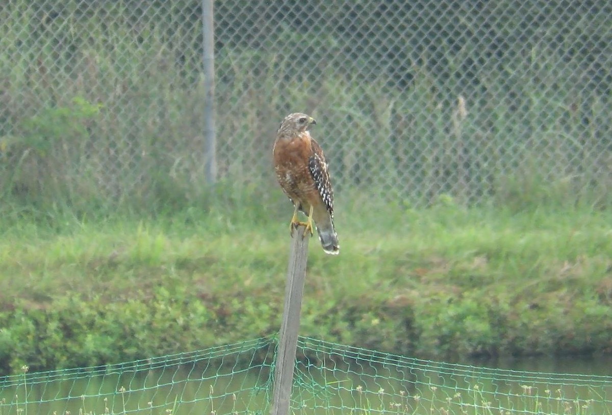 Red-shouldered Hawk - ML64098381